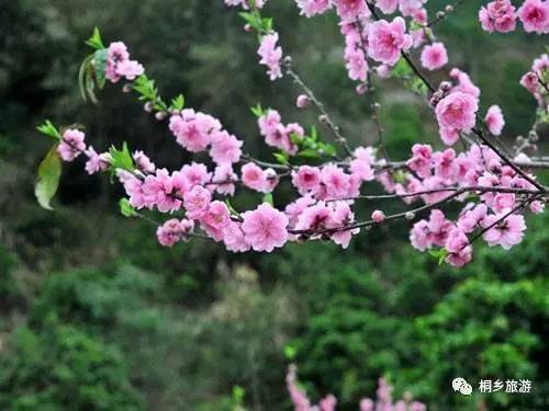 春暖花开最新地址揭秘，探寻与详细阐述