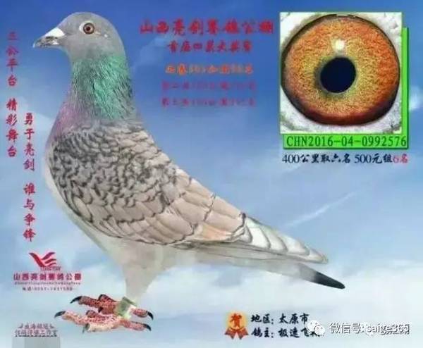 威业赛鸽公棚最新公告，参与赛鸽活动的详细步骤指南发布