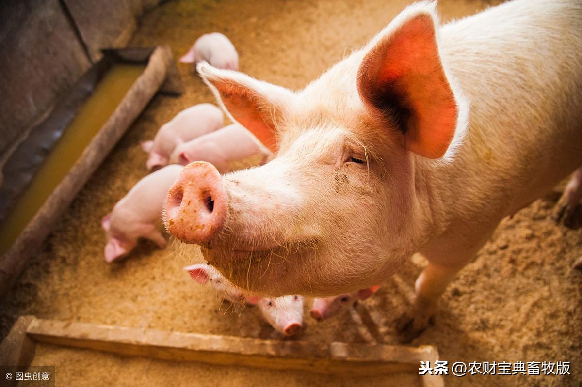 最新猪价行情,最新猪价行情🐖全面解析！掌握最新动态，让你不再迷茫！📈