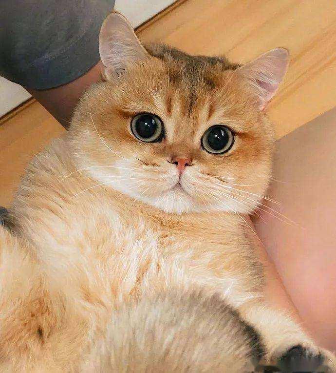 猫咪最新网站,猫咪最新网站，学习变化，自信与成就感的奇妙旅程