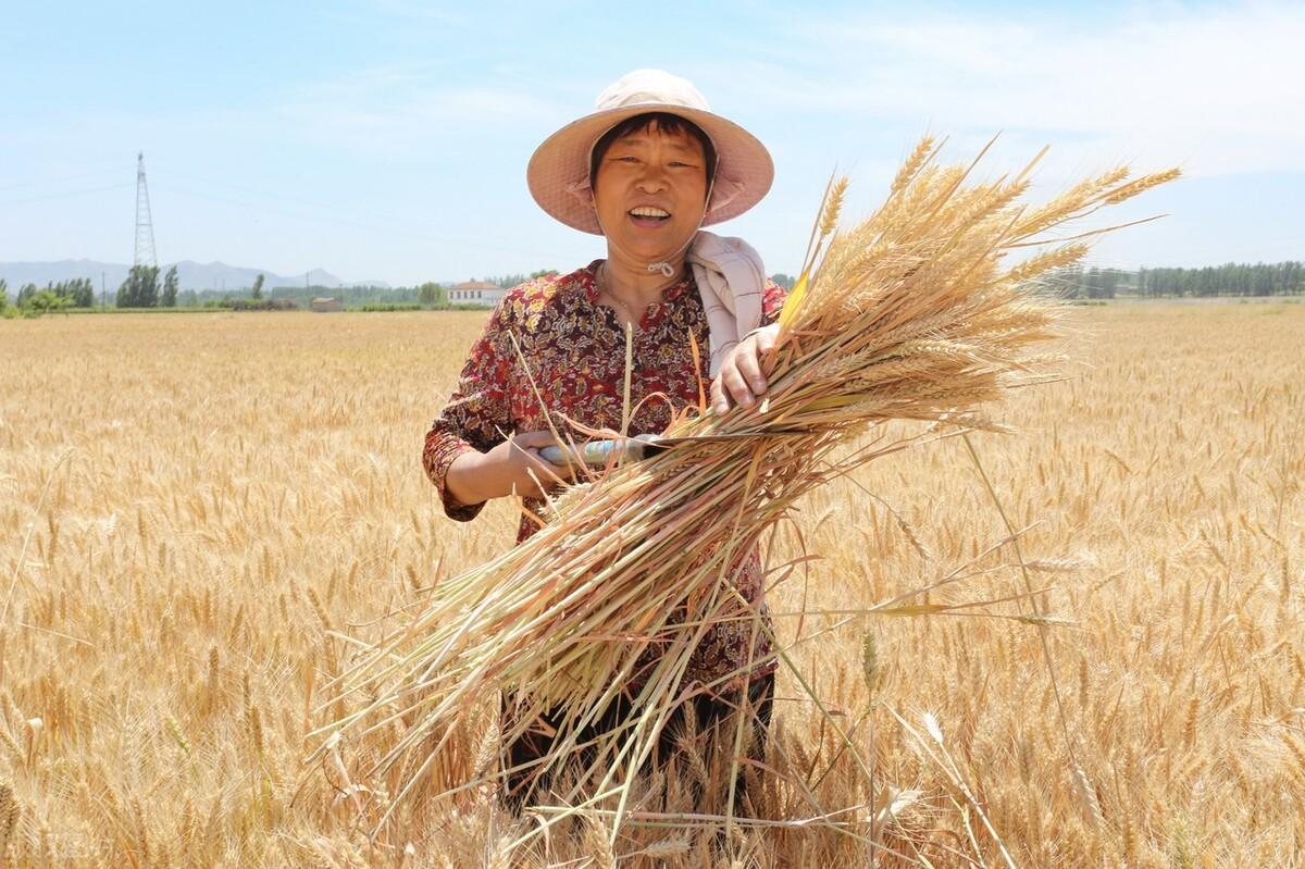 小麦价格最新行情