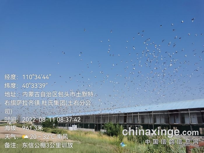 东信赛鸽公棚最新公告,东信赛鸽公棚最新公告，展翅翱翔，自信成就梦想！