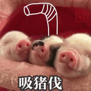 最新猪头符号图案，学习变化，拥抱自信与成就之路