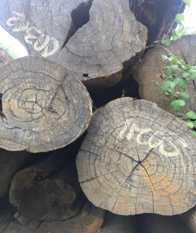 所罗门紫檀最新价格动态，变化中的学习赋予我们自信与成就感的力量