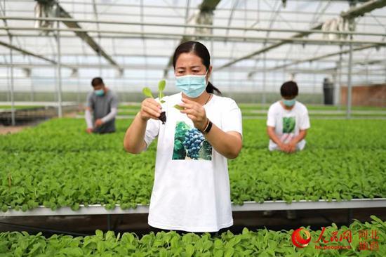 清苑西瓜最新报价信息更新！