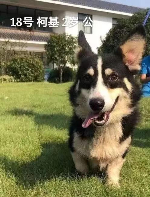 最新狗狗免费领养信息，科技与爱心携手，狗狗领养传递温暖关怀